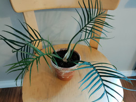 VARATTU Philodendron Tortum, Kasvit ja siemenet, Piha ja puutarha, Rusko, Tori.fi VARATTU Philodendron Tortum, Kasvit ja siemenet, Piha ja puutarha, Rusko, Tori.fi