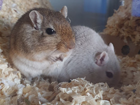 Poika gerbiilit, Jyrsijät, Lemmikkieläimet, Ilmajoki, Tori.fi Poika gerbiilit, Jyrsijät, Lemmikkieläimet, Ilmajoki, Tori.fi