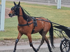 Lv- ravihevonen, Hevoset ja ponit, Hevoset ja hevosurheilu, Tampere, Tori.fi Lv- ravihevonen, Hevoset ja ponit, Hevoset ja hevosurheilu, Tampere, Tori.fi