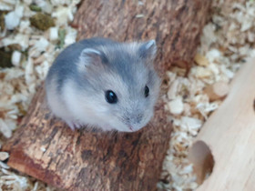 Kääpiöhamsteripoikaset, Jyrsijät, Lemmikkieläimet, Lahti, Tori.fi Kääpiöhamsteripoikaset, Jyrsijät, Lemmikkieläimet, Lahti, Tori.fi