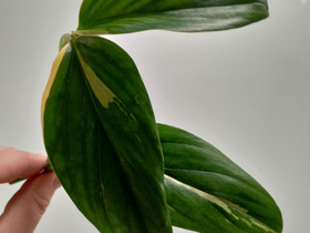 Monstera standleyana aurea, Kasvit ja siemenet, Piha ja puutarha, Rusko, Tori.fi Monstera standleyana aurea, Kasvit ja siemenet, Piha ja puutarha, Rusko, Tori.fi