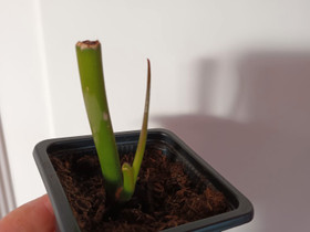Philodendron Paraiso Verde, Kasvit ja siemenet, Piha ja puutarha, Turku, Tori.fi Philodendron Paraiso Verde, Kasvit ja siemenet, Piha ja puutarha, Turku, Tori.fi