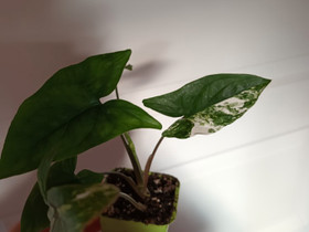 Syngonium Albo variegata, Kasvit ja siemenet, Piha ja puutarha, Turku, Tori.fi Syngonium Albo variegata, Kasvit ja siemenet, Piha ja puutarha, Turku, Tori.fi