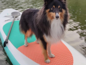 Sup lauta krabi, Muu urheilu ja ulkoilu, Urheilu ja ulkoilu, Kuopio, Tori.fi Sup lauta krabi, Muu urheilu ja ulkoilu, Urheilu ja ulkoilu, Kuopio, Tori.fi