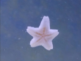 Asterina meritähdet, Kalat ja akvaariot, Lemmikkieläimet, Hattula, Tori.fi Asterina meritähdet, Kalat ja akvaariot, Lemmikkieläimet, Hattula, Tori.fi