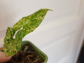 Syngonium mottled, Kasvit ja siemenet, Piha ja puutarha, Turku, Tori.fi Syngonium mottled, Kasvit ja siemenet, Piha ja puutarha, Turku, Tori.fi