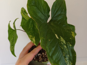 Syngonium Albo variegata, Kasvit ja siemenet, Piha ja puutarha, Turku, Tori.fi Syngonium Albo variegata, Kasvit ja siemenet, Piha ja puutarha, Turku, Tori.fi
