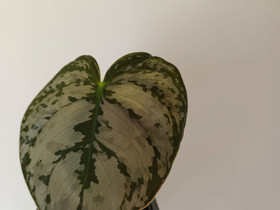 Philodendron Branditianum, Kasvit ja siemenet, Piha ja puutarha, Turku, Tori.fi Philodendron Branditianum, Kasvit ja siemenet, Piha ja puutarha, Turku, Tori.fi