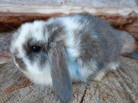 Kääpiöluppapoikasia, Muut eläimet, Lemmikkieläimet, Ilmajoki, Tori.fi Kääpiöluppapoikasia, Muut eläimet, Lemmikkieläimet, Ilmajoki, Tori.fi