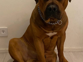Amerikan Bully XL uros, Koirat, Lemmikkieläimet, Jyväskylä, Tori.fi Amerikan Bully XL uros, Koirat, Lemmikkieläimet, Jyväskylä, Tori.fi