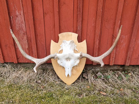 Sarvet, Sisustustavarat, Sisustus ja huonekalut, Säkylä, Tori.fi Sarvet, Sisustustavarat, Sisustus ja huonekalut, Säkylä, Tori.fi