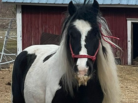 Tinker Pony Tamma ic covered, Hevoset ja ponit, Hevoset ja hevosurheilu, Lieksa, Tori.fi Tinker Pony Tamma ic covered, Hevoset ja ponit, Hevoset ja hevosurheilu, Lieksa, Tori.fi
