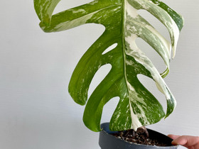 Monstera albo variegata, Kasvit ja siemenet, Piha ja puutarha, Uusikaarlepyy, Tori.fi Monstera albo variegata, Kasvit ja siemenet, Piha ja puutarha, Uusikaarlepyy, Tori.fi