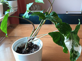 Syngonium Albo variegata, Kasvit ja siemenet, Piha ja puutarha, Turku, Tori.fi Syngonium Albo variegata, Kasvit ja siemenet, Piha ja puutarha, Turku, Tori.fi