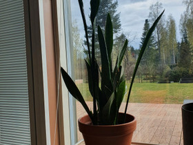 Anopinkieli saviruukussa, Muu sisustus, Sisustus ja huonekalut, Lempäälä, Tori.fi Anopinkieli saviruukussa, Muu sisustus, Sisustus ja huonekalut, Lempäälä, Tori.fi