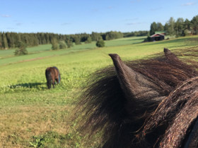 Etsitään ylläpitoon, Hevoset ja ponit, Hevoset ja hevosurheilu, Padasjoki, Tori.fi