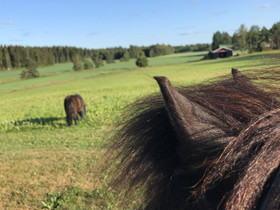 Etsitään ylläpitoon, Hevoset ja ponit, Hevoset ja hevosurheilu, Padasjoki, Tori.fi Etsitään ylläpitoon, Hevoset ja ponit, Hevoset ja hevosurheilu, Padasjoki, Tori.fi