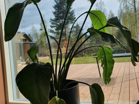 Strelitzia viherkasvi altakasteluruukussa, Muu sisustus, Sisustus ja huonekalut, Lempäälä, Tori.fi Strelitzia viherkasvi altakasteluruukussa, Muu sisustus, Sisustus ja huonekalut, Lempäälä, Tori.fi