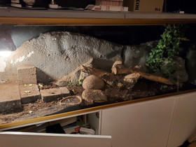 Terraario 150cm, Muut eläimet, Lemmikkieläimet, Myrskylä, Tori.fi Terraario 150cm, Muut eläimet, Lemmikkieläimet, Myrskylä, Tori.fi