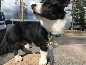 Koiran hoitopalvelua, Palvelut, Lapua, Tori.fi Koiran hoitopalvelua, Palvelut, Lapua, Tori.fi