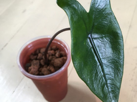 Alocasia Black Zebrina, Kasvit ja siemenet, Piha ja puutarha, Salo, Tori.fi Alocasia Black Zebrina, Kasvit ja siemenet, Piha ja puutarha, Salo, Tori.fi