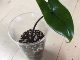 Alocasia Black Zebrina, Kasvit ja siemenet, Piha ja puutarha, Salo, Tori.fi Alocasia Black Zebrina, Kasvit ja siemenet, Piha ja puutarha, Salo, Tori.fi