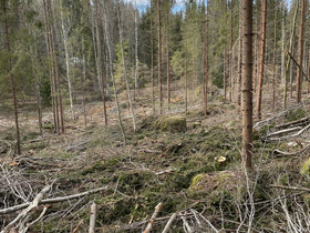 Energiapuuta noin 1 ha alalta, Metsätilat ja maatilat, Sastamala, Tori.fi