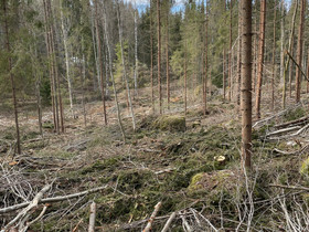 Energiapuuta noin 1 ha alalta, Metsätilat ja maatilat, Sastamala, Tori.fi Energiapuuta noin 1 ha alalta, Metsätilat ja maatilat, Sastamala, Tori.fi