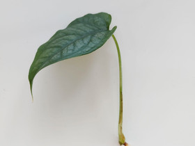 Monstera siltepecana pistokas VARATTU, Kasvit ja siemenet, Piha ja puutarha, Joensuu, Tori.fi Monstera siltepecana pistokas VARATTU, Kasvit ja siemenet, Piha ja puutarha, Joensuu, Tori.fi