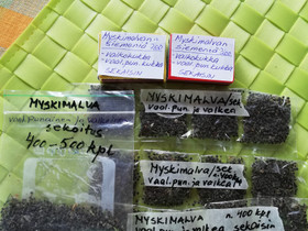 Myskimalvan siemeniä, Kasvit ja siemenet, Piha ja puutarha, Kuopio, Tori.fi Myskimalvan siemeniä, Kasvit ja siemenet, Piha ja puutarha, Kuopio, Tori.fi
