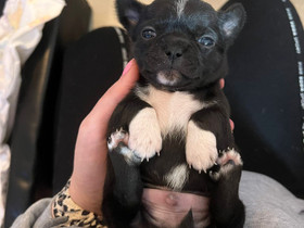 Chihuahua pentuja, Koirat, Lemmikkieläimet, Joensuu, Tori.fi Chihuahua pentuja, Koirat, Lemmikkieläimet, Joensuu, Tori.fi