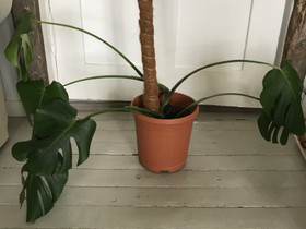 Iso peikonlehti monstera deliciosa, Kasvit ja siemenet, Piha ja puutarha, Ruokolahti, Tori.fi Iso peikonlehti monstera deliciosa, Kasvit ja siemenet, Piha ja puutarha, Ruokolahti, Tori.fi