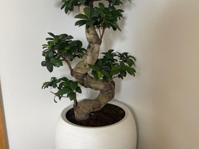 Varjoviikuna bonsai (ficus microcarpa), Kasvit ja siemenet, Piha ja puutarha, Turku, Tori.fi Varjoviikuna bonsai (ficus microcarpa), Kasvit ja siemenet, Piha ja puutarha, Turku, Tori.fi
