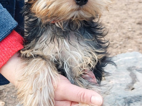 Yorkie uros pentu, Koirat, Lemmikkieläimet, Helsinki, Tori.fi Yorkie uros pentu, Koirat, Lemmikkieläimet, Helsinki, Tori.fi