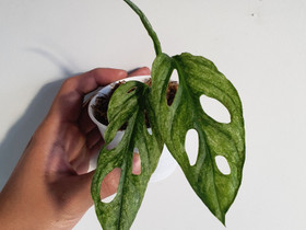 Monstera adandonii mint europe, Kasvit ja siemenet, Piha ja puutarha, Seinäjoki, Tori.fi Monstera adandonii mint europe, Kasvit ja siemenet, Piha ja puutarha, Seinäjoki, Tori.fi