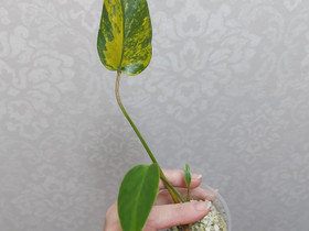 Monstera deliciosa aurea, Kasvit ja siemenet, Piha ja puutarha, Hollola, Tori.fi Monstera deliciosa aurea, Kasvit ja siemenet, Piha ja puutarha, Hollola, Tori.fi