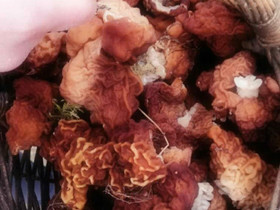 Korvasieniä 4e/kg Lehmossa, Maatalous, Kontiolahti, Tori.fi Korvasieniä 4e/kg Lehmossa, Maatalous, Kontiolahti, Tori.fi