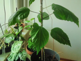 Iso kiinanruusu korkeus 60cm, Kasvit ja siemenet, Piha ja puutarha, Espoo, Tori.fi Iso kiinanruusu korkeus 60cm, Kasvit ja siemenet, Piha ja puutarha, Espoo, Tori.fi