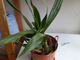 Zygopetalum + maxillaria orkideat, Kasvit ja siemenet, Piha ja puutarha, Vantaa, Tori.fi Zygopetalum + maxillaria orkideat, Kasvit ja siemenet, Piha ja puutarha, Vantaa, Tori.fi