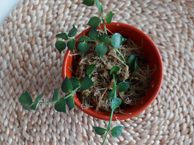 Ruscifolia miljoonasydän, Kasvit ja siemenet, Piha ja puutarha, Joensuu, Tori.fi Ruscifolia miljoonasydän, Kasvit ja siemenet, Piha ja puutarha, Joensuu, Tori.fi