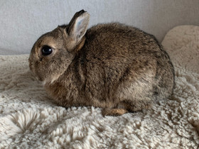 Hermeliini naaras, Muut eläimet, Lemmikkieläimet, Järvenpää, Tori.fi Hermeliini naaras, Muut eläimet, Lemmikkieläimet, Järvenpää, Tori.fi