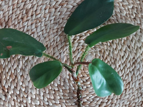 Nukkaköynnösvehkan pistokas, Kasvit ja siemenet, Piha ja puutarha, Joensuu, Tori.fi Nukkaköynnösvehkan pistokas, Kasvit ja siemenet, Piha ja puutarha, Joensuu, Tori.fi