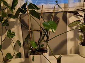 Peikonlehti altakasteluruukussa, Kasvit ja siemenet, Piha ja puutarha, Uusikaupunki, Tori.fi Peikonlehti altakasteluruukussa, Kasvit ja siemenet, Piha ja puutarha, Uusikaupunki, Tori.fi