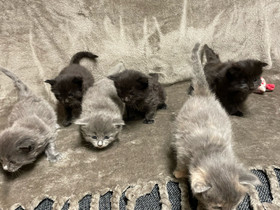 Kotikissanpentuja: Pitkäkarvaisia maine+ragd. Mix, Kissat, Lemmikkieläimet, Turku, Tori.fi Kotikissanpentuja: Pitkäkarvaisia maine+ragd. Mix, Kissat, Lemmikkieläimet, Turku, Tori.fi