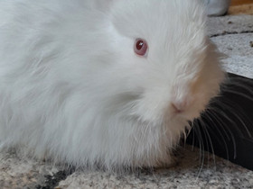 Kaninpoikanen, Jyrsijät, Lemmikkieläimet, Pieksämäki, Tori.fi Kaninpoikanen, Jyrsijät, Lemmikkieläimet, Pieksämäki, Tori.fi