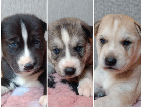 Siperianhuskyn pentuja, Koirat, Lemmikkieläimet, Pomarkku, Tori.fi Siperianhuskyn pentuja, Koirat, Lemmikkieläimet, Pomarkku, Tori.fi