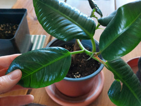 Kumipuu Ficus robusta 3 kpl, Muu piha ja puutarha, Piha ja puutarha, Oulu, Tori.fi Kumipuu Ficus robusta 3 kpl, Muu piha ja puutarha, Piha ja puutarha, Oulu, Tori.fi