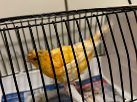 Kanari, Muut eläimet, Lemmikkieläimet, Turku, Tori.fi Kanari, Muut eläimet, Lemmikkieläimet, Turku, Tori.fi