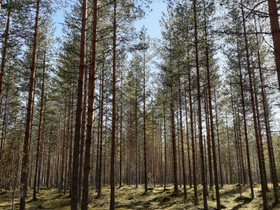 Tontti omakotitalolle, Tontit, Liperi, Tori.fi Tontti omakotitalolle, Tontit, Liperi, Tori.fi