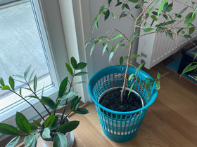 Pari huonekasvia, Kasvit ja siemenet, Piha ja puutarha, Lappeenranta, Tori.fi Pari huonekasvia, Kasvit ja siemenet, Piha ja puutarha, Lappeenranta, Tori.fi